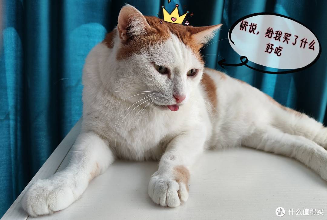 学会在双十一买好价猫粮,让猫猫衣吃无忧
