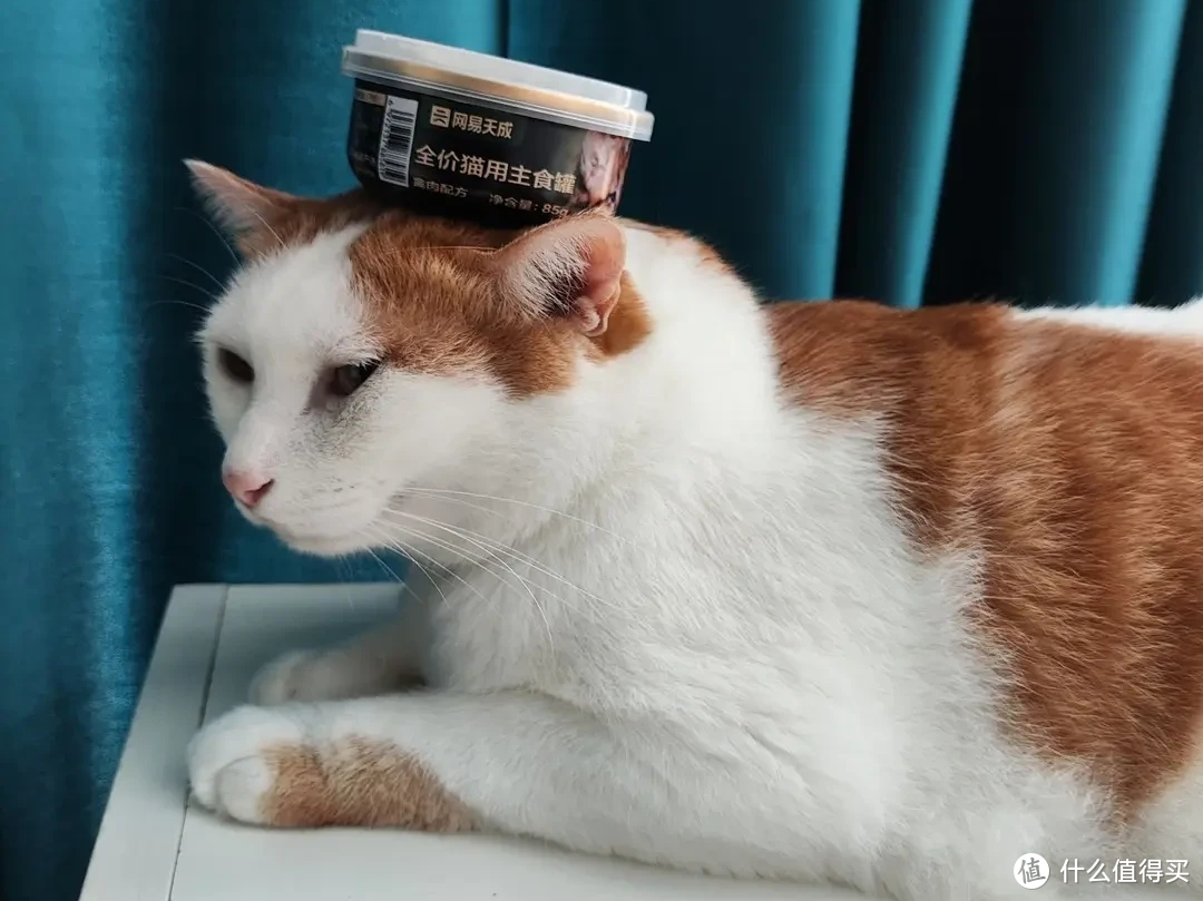 学会在双十一买好价猫粮,让猫猫衣吃无忧