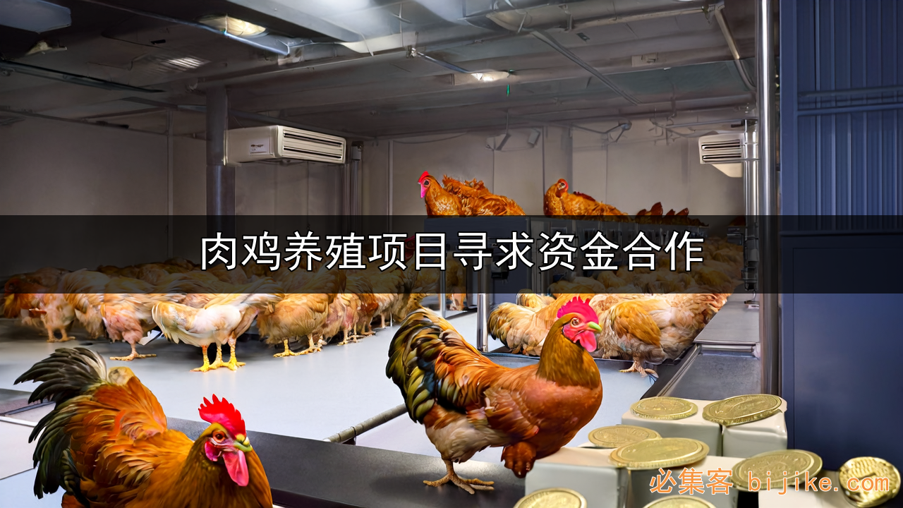 肉鸡立体养殖