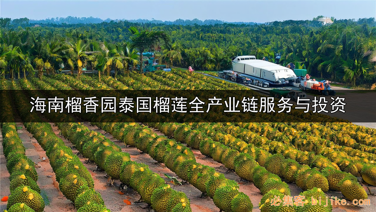 海南榴莲投资