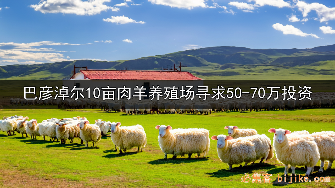 肉羊养殖致富