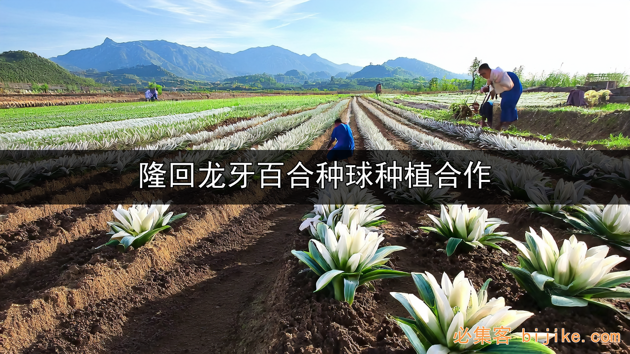 龙牙百合种植