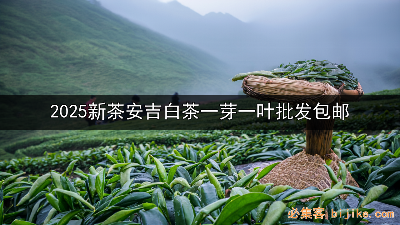 安吉白茶货源