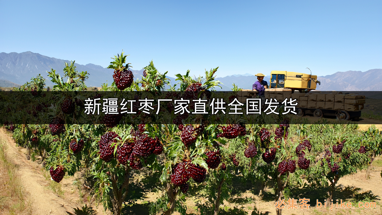 新疆红枣供应链